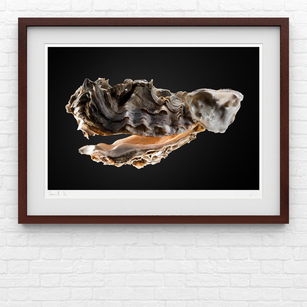 Shell VI – DAVID JANOS
